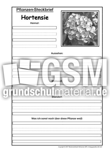 Pflanzensteckbrief-Hortensie-SW.pdf